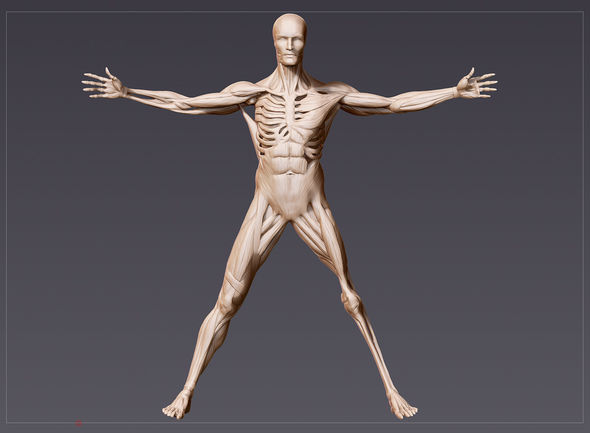 IMAGE: Westworld Vitruvian Man Render